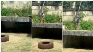 مصرع شاب برازيلي بعد دخول حظيرة اللبؤة