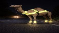 مقترح بإلزام أصحاب الإبل بعواكس ضوئية لتقليل حوادث الطرق وحماية الأرواح