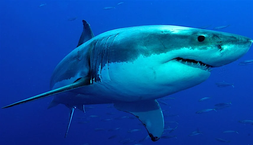 كابوس يتحقق في البحر .. فتاة تنجو بأعجوبة من هجوم القرش .. صورة