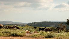 طقس مشمس الاثنين مع بدء سلسلة ارتفاعات في درجات الحرارة