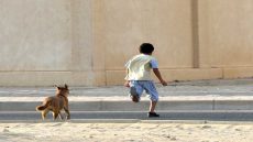 كلاب ضالة تهاجم طفلاً في الخالدية بالمفرق .. ومطالبات بحلول عاجلة