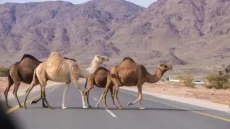 ‘سلطة العقبة’ تمهل أصحاب ‘الإبل السائبة’ لجمعها بحظائر