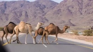 ‘سلطة العقبة’ تمهل أصحاب ‘الإبل السائبة’ لجمعها بحظائر