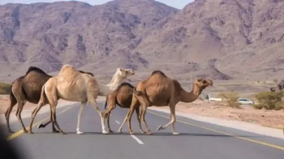 ‘سلطة العقبة’ تمهل أصحاب ‘الإبل السائبة’ لجمعها بحظائر